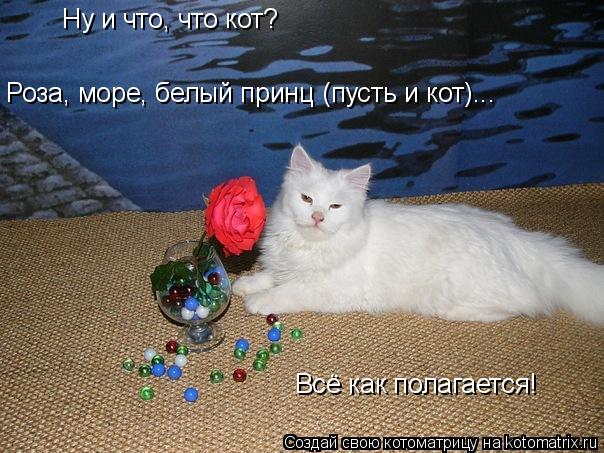 Котоматрица: Ну и что, что кот? Роза, море, белый принц (пусть и кот)... Всё как полагается!