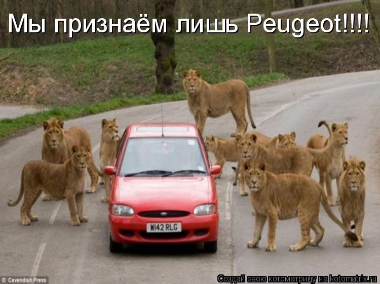 Котоматрица: Мы признаём лишь Peugeot!!!!