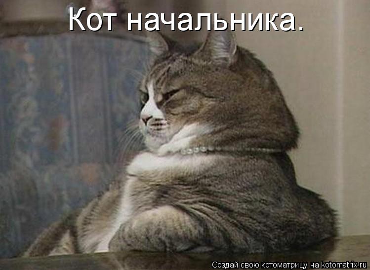 Котоматрица: Кот начальника.