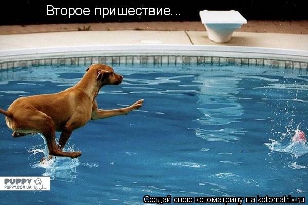 Котоматрица: Второе пришествие...