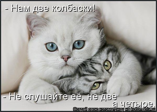Котоматрица: - Нам две колбаски! - Не слушайте её, не две  а четыре.