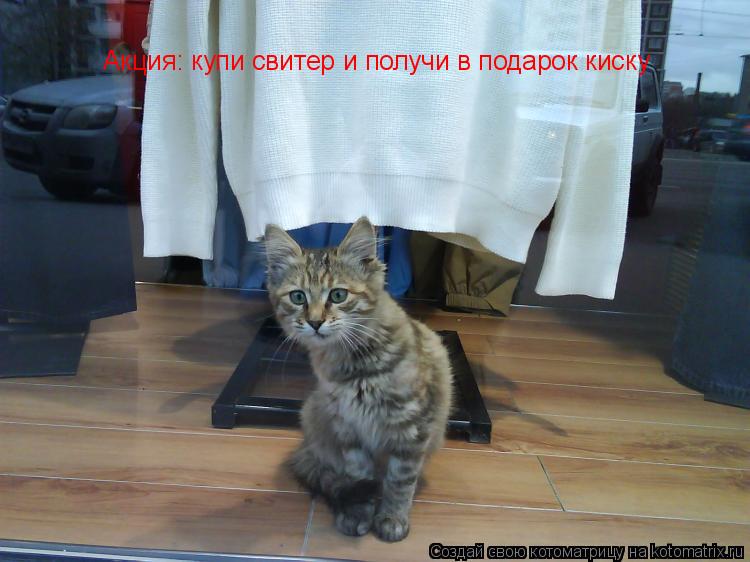 Котоматрица: Акция: купи свитер и получи в подарок киску