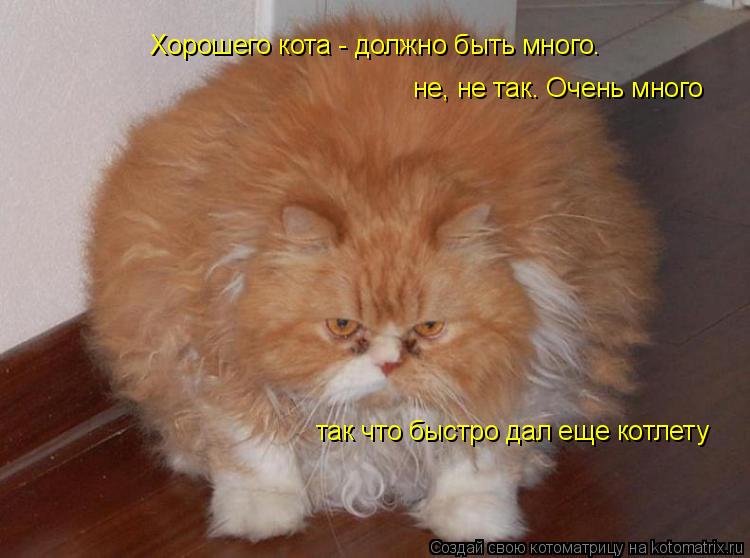 Котоматрица: Хорошего кота - должно быть много.  не, не так. Очень много так что быстро дал еще котлету