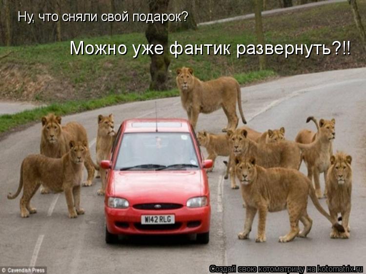 Котоматрица: Ну, что сняли свой подарок?    Можно уже фантик развернуть?!!