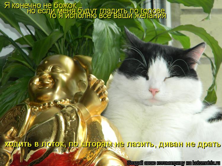 Котоматрица: Я конечно не божок,  но если меня будут гладить по голове то я исполню все ваши желания ходить в лоток, по шторам не лазить, диван не драть
