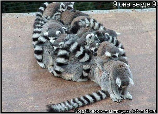 Котоматрица: 9 она везде 9!