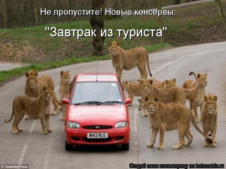 Котоматрица: "Завтрак из туриста" Не пропустите! Новые консервы: