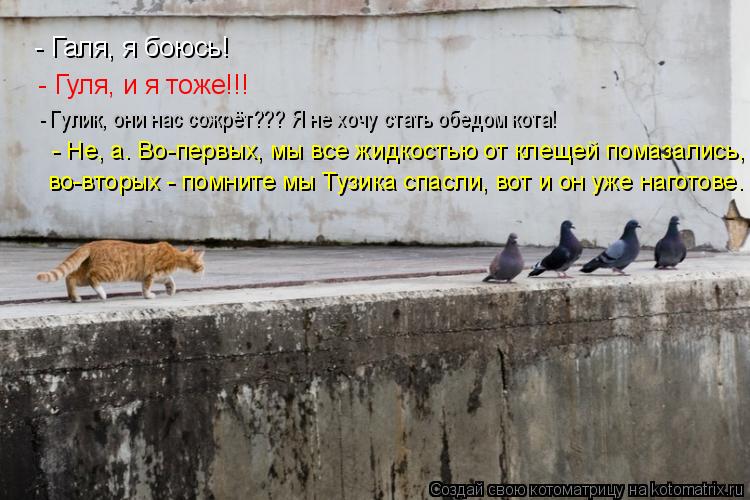 Котоматрица: - Галя, я боюсь! - Гуля, и я тоже!!! - Гулик, они нас сожрёт??? Я не хочу стать обедом кота! - Не, а. Во-первых, мы все жидкостью от клещей помазались