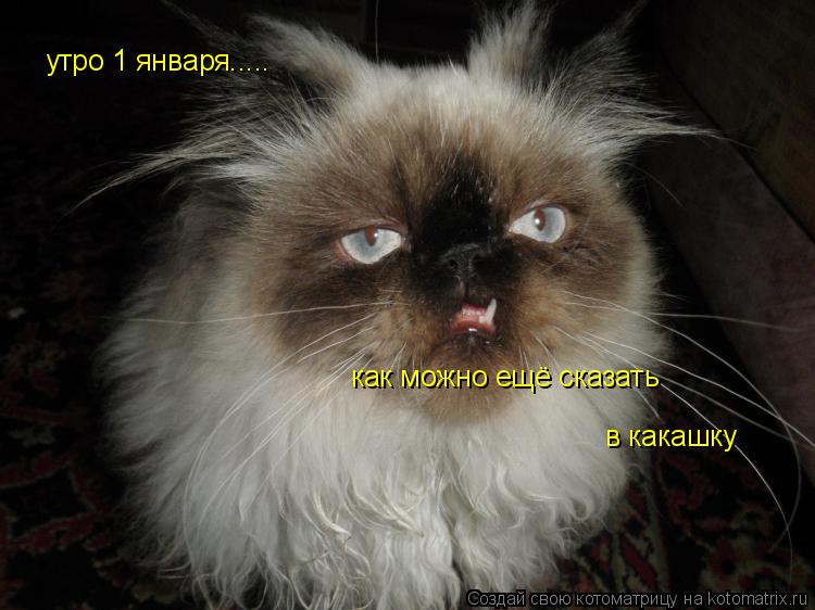 Котоматрица: утро 1 января..... как можно ещё сказать в какашку