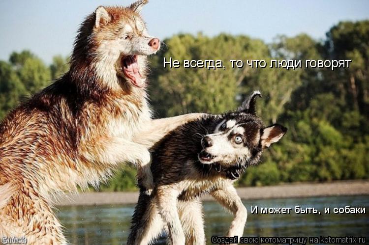 Котоматрица: Не всегда, то что люди говорят И может быть, и собаки