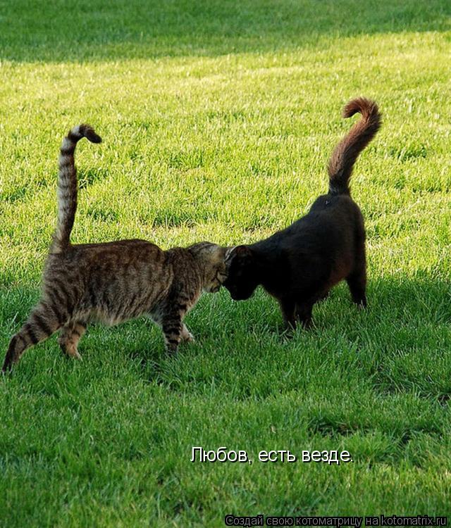 Котоматрица: Любов, есть везде.