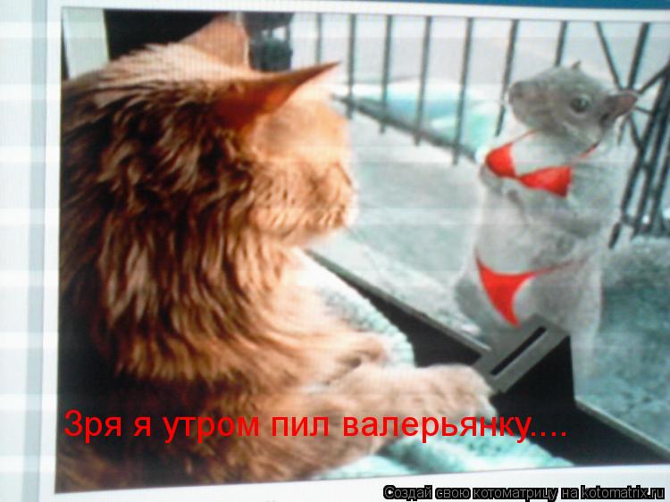 Зря я утром пил валерьянку....... Котоматрица: Зря я утром пил валерьянку....