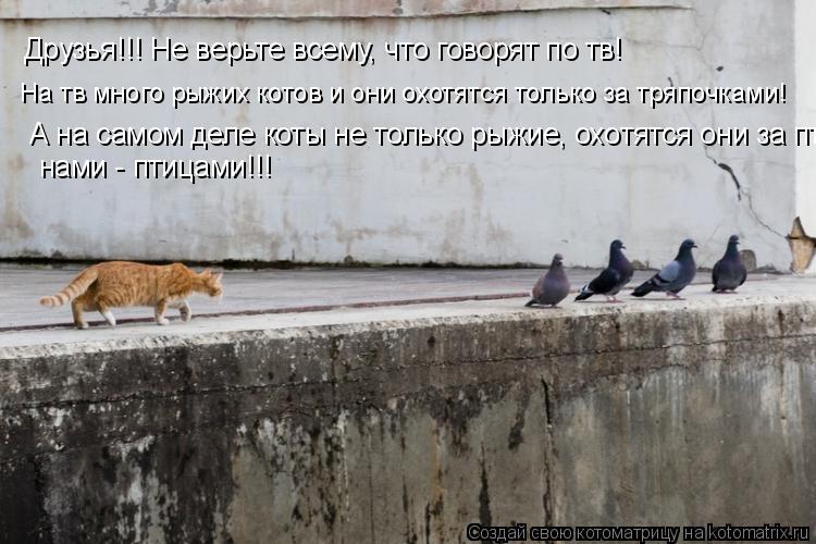 Котоматрица: На тв много рыжих котов и они охотятся только за тряпочками! Друзья!!! Не верьте всему, что говорят по тв! А на самом деле коты не только рыжие,
