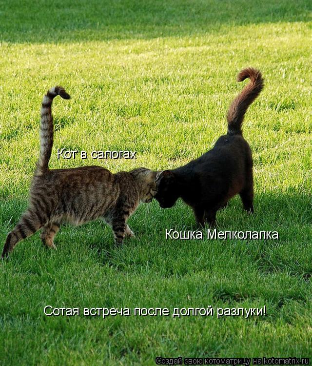 Котоматрица: Кот в сапогах Кошка Мелколапка Сотая встреча после долгой разлуки!