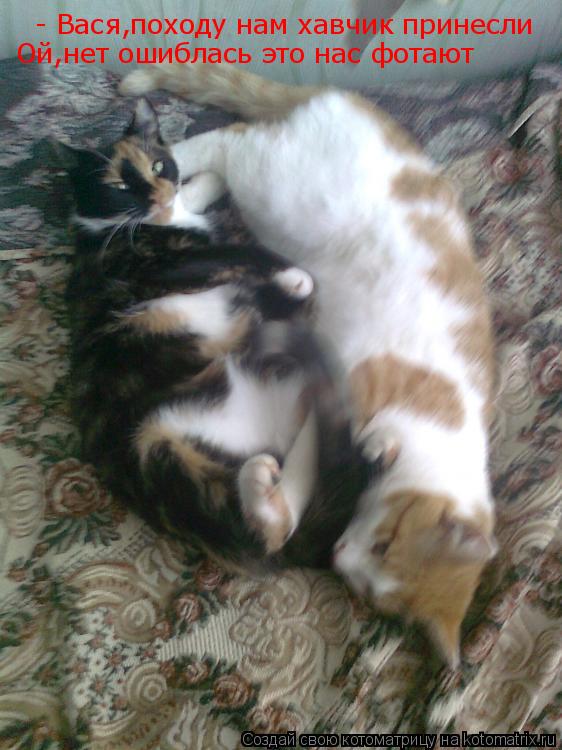 Котоматрица: - Вася,походу нам хавчик принесли Ой,нет ошиблась это нас фотают