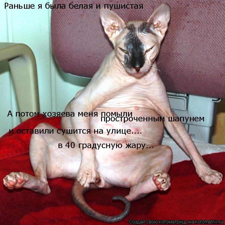 Котоматрица: Раньше я была белая и пушистая А потом хозяева меня помыли  простроченным шапунем и оставили сушится на улице.... в 40 градусную жару...