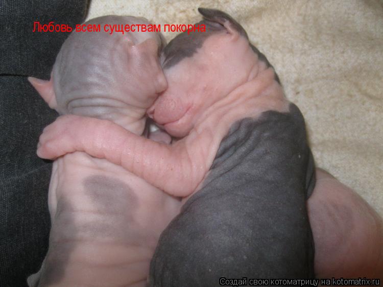 Котоматрица: Любовь всем существам покорна
