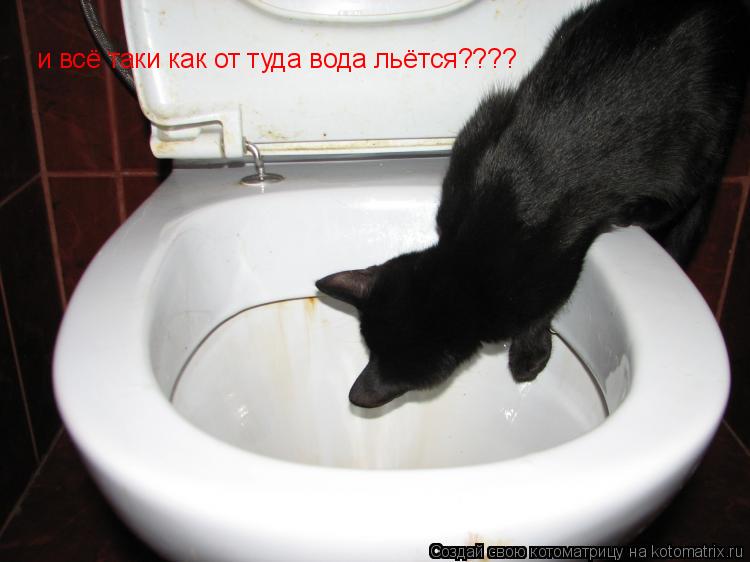 Котоматрица: и всё таки как от туда вода льётся????
