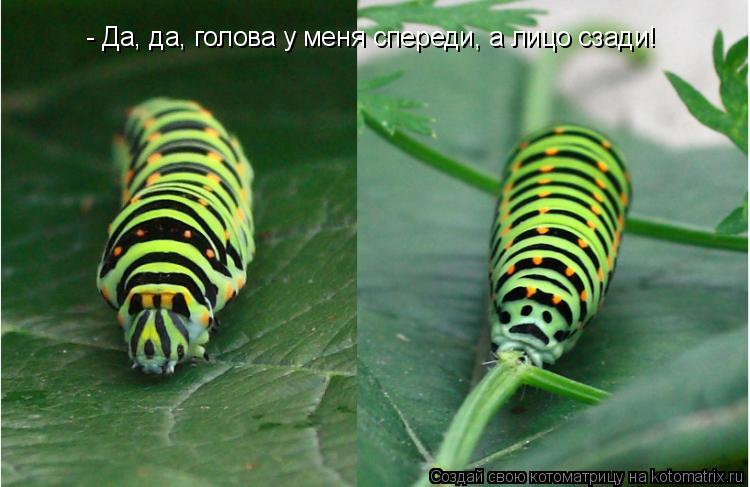 Котоматрица: - Да, да, голова у меня спереди, а лицо сзади!