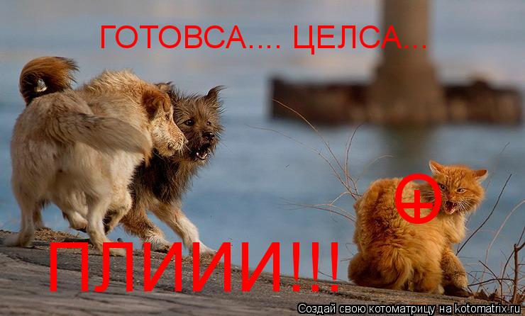 Котоматрица: О + ГОТОВСА.... ЦЕЛСА... ПЛИИИ!!!