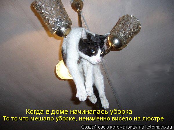 Котоматрица: Когда в доме начиналась уборка То то что мешало уборке, неизменно висело на люстре