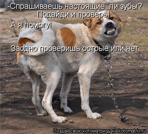 Котоматрица: -Спрашиваешь настоящие  ли зубы? Подайди и проверь! А я помогу! Заодно проверишь острые или нет...