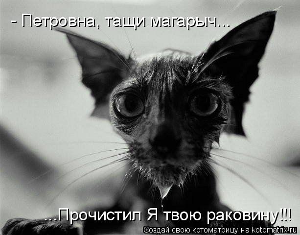 Котоматрица: - Петровна, тащи магарыч... ...Прочистил Я твою раковину!!!