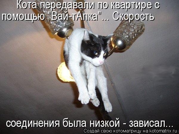 Котоматрица: Кота передавали по квартире с помощью "Вай-тАпка"... Скорость соединения была низкой - зависал...