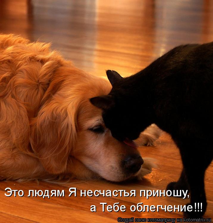 Это людям Я несчастья приношу, а Тебе облегчение!!!... Котоматрица: Это людям Я несчастья приношу, а Тебе облегчение!!!