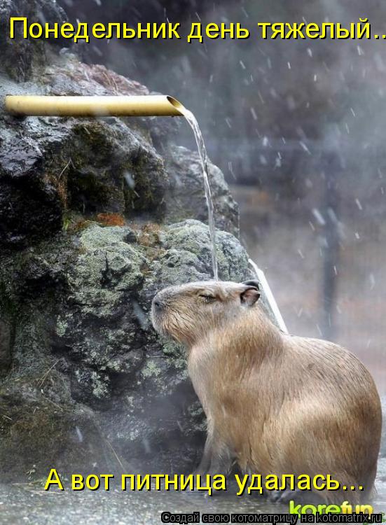 Котоматрица: А вот питница удалась... Понедельник день тяжелый...