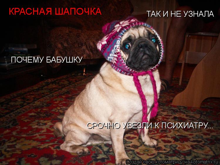 Котоматрица: КРАСНАЯ ШАПОЧКА ТАК И НЕ УЗНАЛА ПОЧЕМУ БАБУШКУ СРОЧНО УВЕЗЛИ К ПСИХИАТРУ...