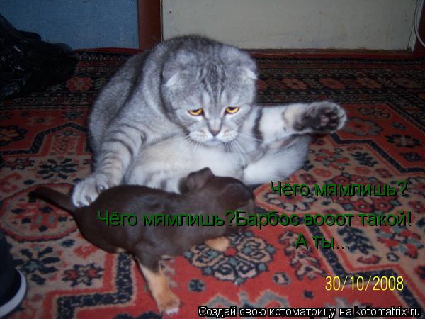 Котоматрица: Чёго мямлишь? Чёго мямлишь?Барбос вооот такой! А ты...