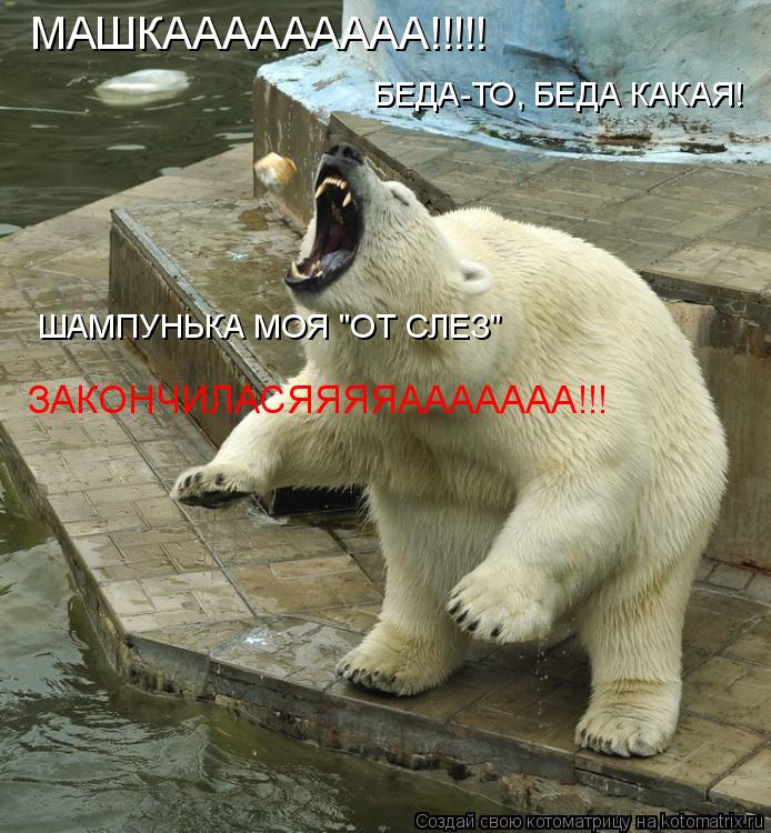 Котоматрица: МАШКААААААААА!!!!! БЕДА-ТО, БЕДА КАКАЯ! ШАМПУНЬКА МОЯ "ОТ СЛЕЗ" ЗАКОНЧИЛАСЯЯЯЯААААААА!!!