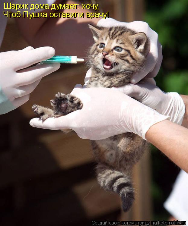 Котоматрица: Шарик дома думает: хочу, ч ч Чтоб Пушка оставили врачу!