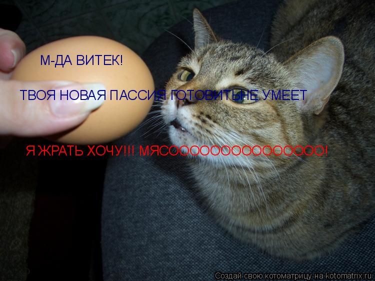 Котоматрица: М-ДА ВИТЕК! ТВОЯ НОВАЯ ПАССИЯ ГОТОВИТЬНЕ УМЕЕТ Я ЖРАТЬ ХОЧУ!!! МЯСООООООООООООООО!