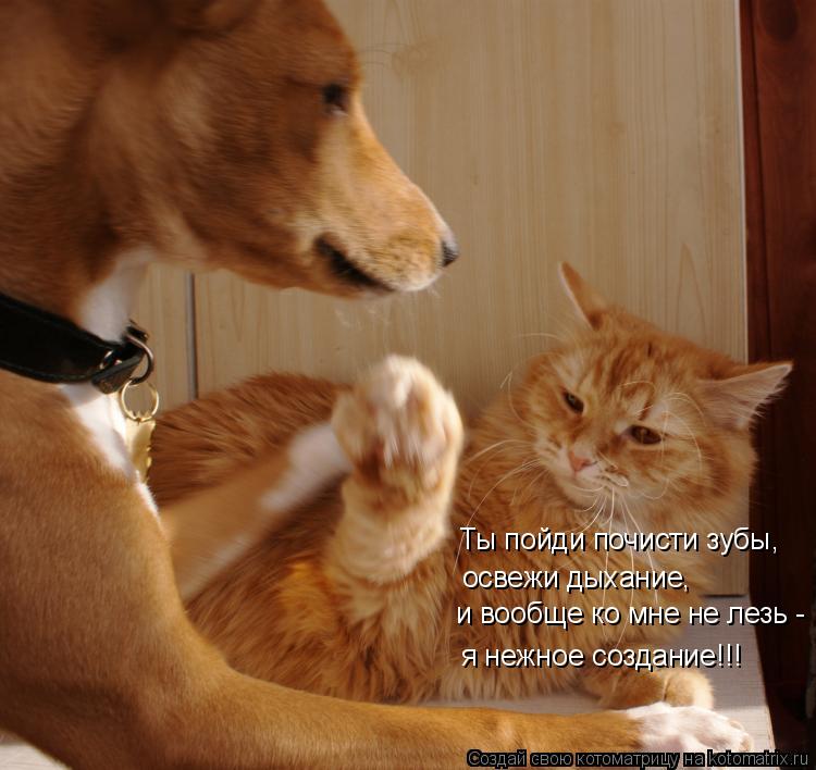 Котоматрица: Ты пойди почисти зубы, освежи дыхание, и вообще ко мне не лезь - я нежное создание!!!