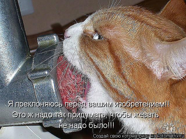 Котоматрица: Я преклоняюсь перед вашим изобретением!! Это ж надо так придумать, чтобы жевать не надо было!!!