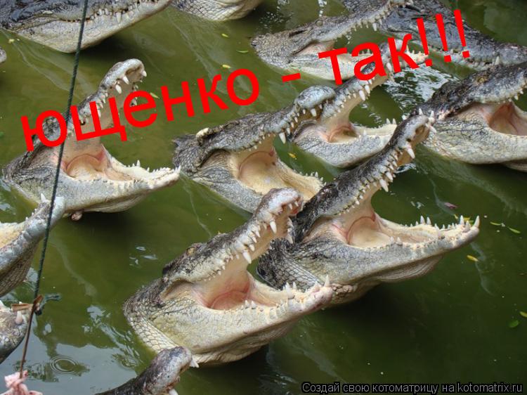 Котоматрица: ющенко - так!!!