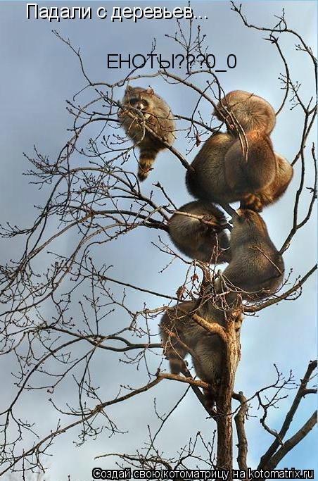 Котоматрица: Падали с деревьев... ЕНОТЫ???0_0