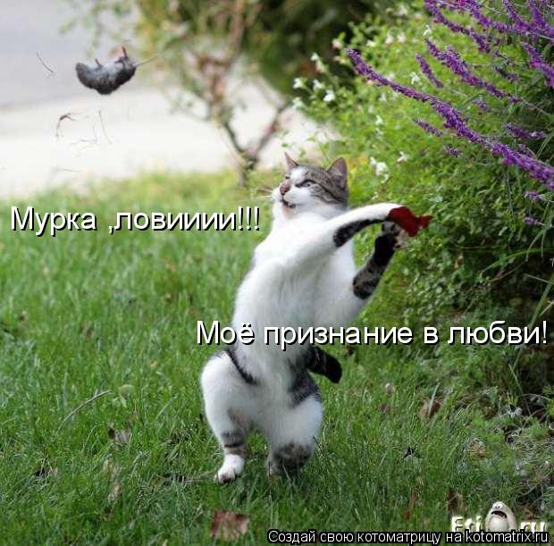 Мурка ,ловииии!!! Моё признание в любви!... Котоматрица: Мурка ,ловииии!!! Моё признание в любви!