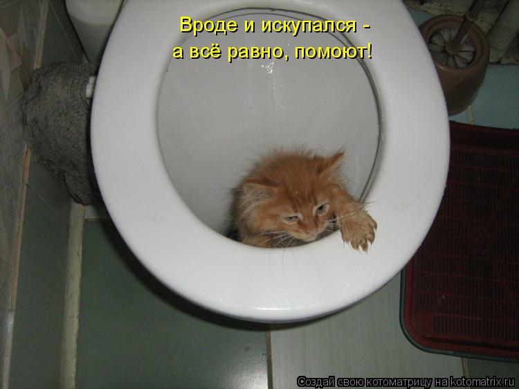 Вроде и искупался - а всё равно, помоют!... Котоматрица: Вроде и искупался - а всё равно, помоют!