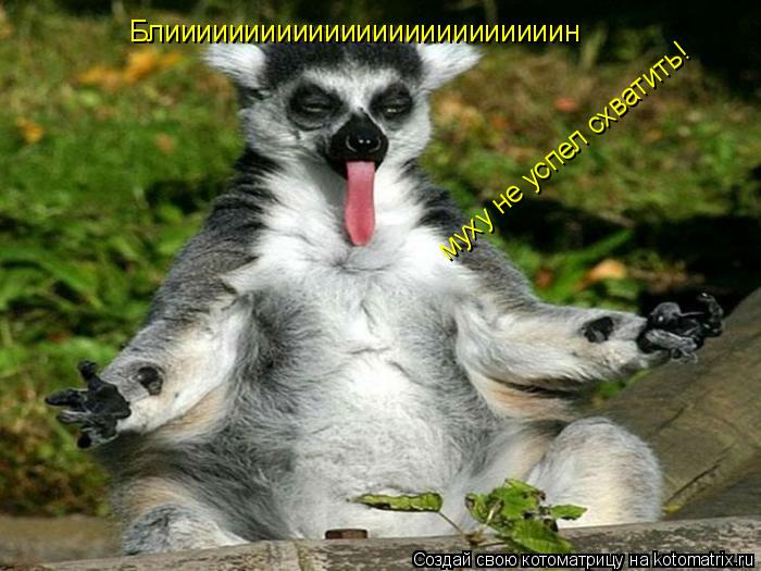 Котоматрица: Блииииииииииииииииииииииииин муху не успел схватить!
