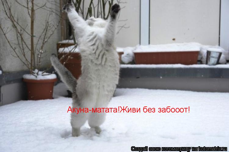 Котоматрица: Акуна-матата!Живи без забооот!