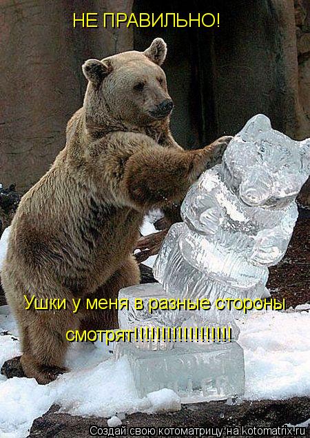 Котоматрица: НЕ ПРАВИЛЬНО! Ушки у меня в разные стороны смотрят!!!!!!!!!!!!!!!!!!