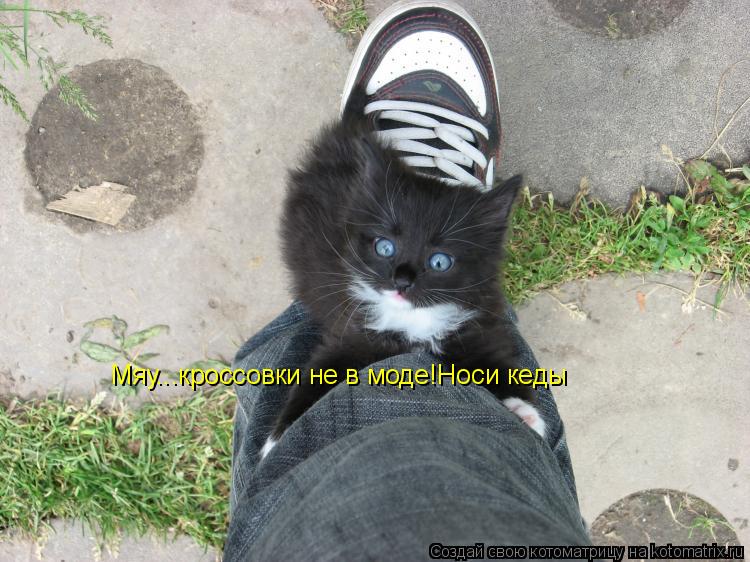 Котоматрица: Мяу...кроссовки не в моде!Носи кеды