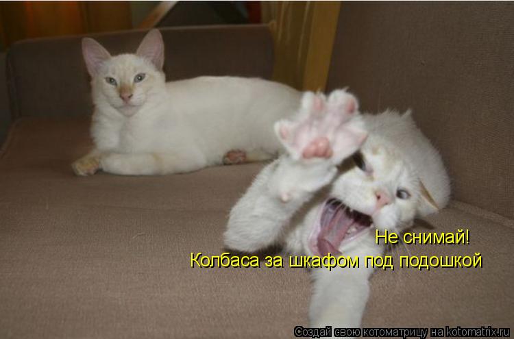 Котоматрица: Не снимай! Колбаса за шкафом под подошкой