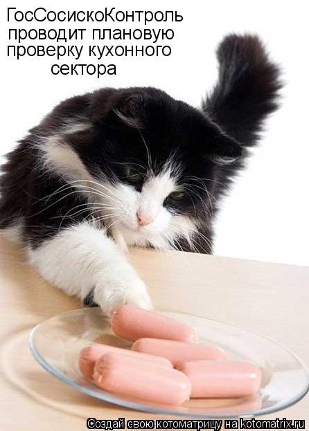 Котоматрица: ГосСосискоКонтроль проводит плановую проверку кухонного сектора