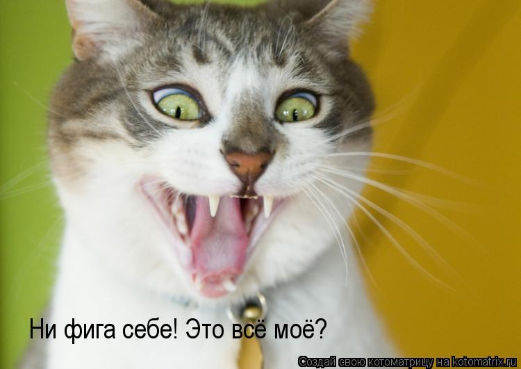 Котоматрица: Ни фига себе! Это всё моё?