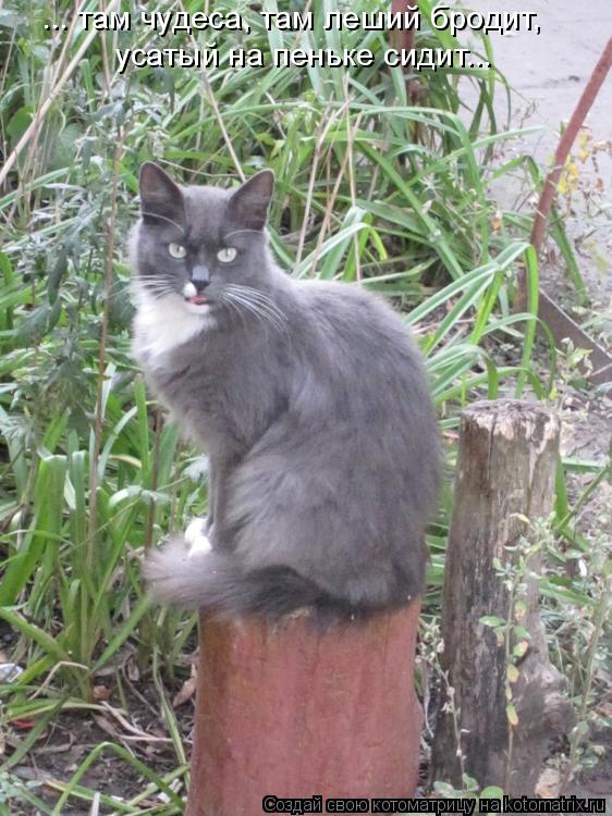 Котоматрица: ... там чудеса, там леший бродит,  усатый на пеньке сидит...