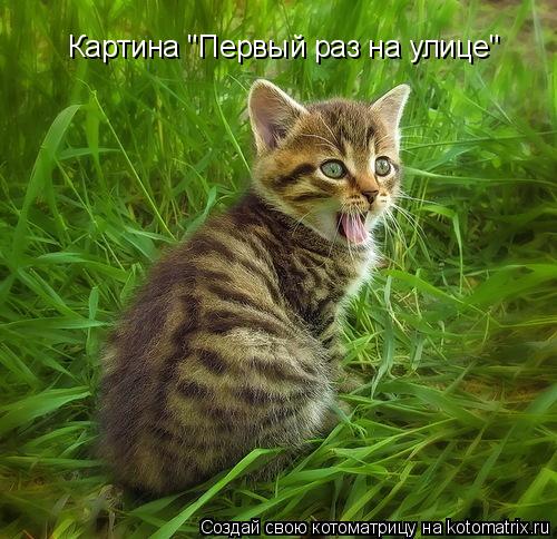 Котоматрица: Картина "Первый раз на улице"